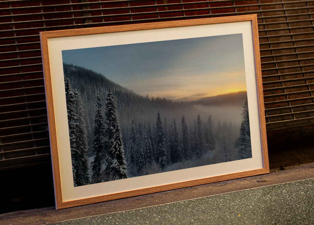Foggy trees in sunset 