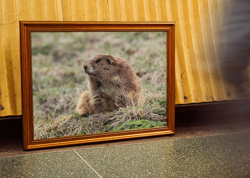 Marmotte dans la neige