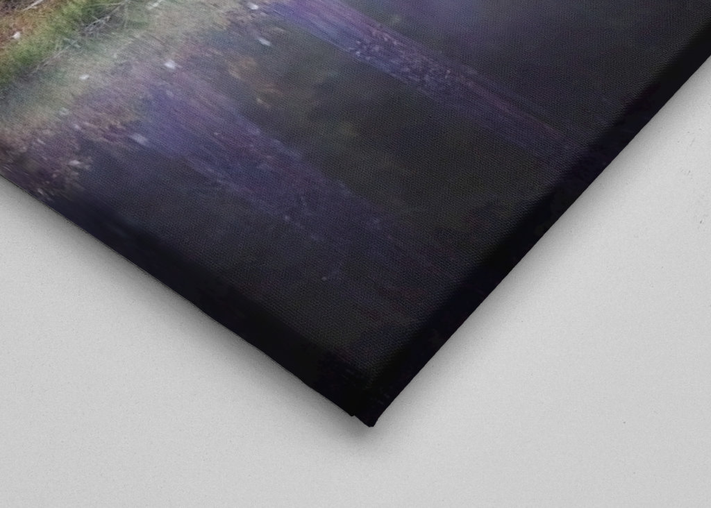 Medvěd - Odraz v noci