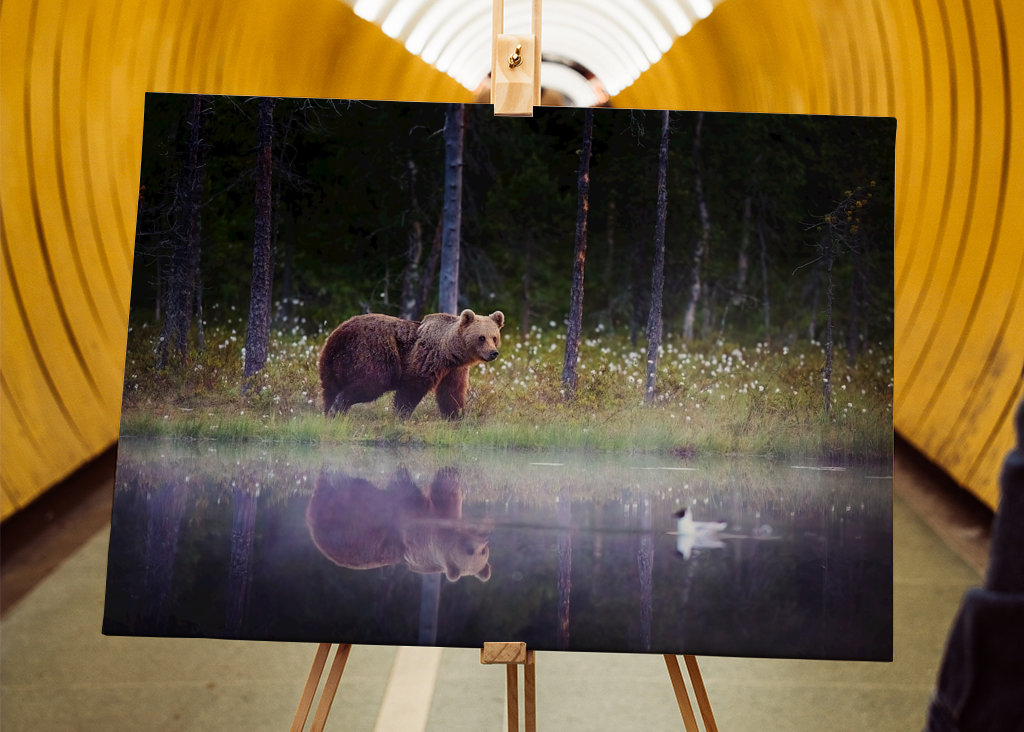 Medvěd - Odraz v noci