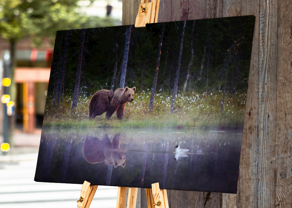 Medvěd - Odraz v noci
