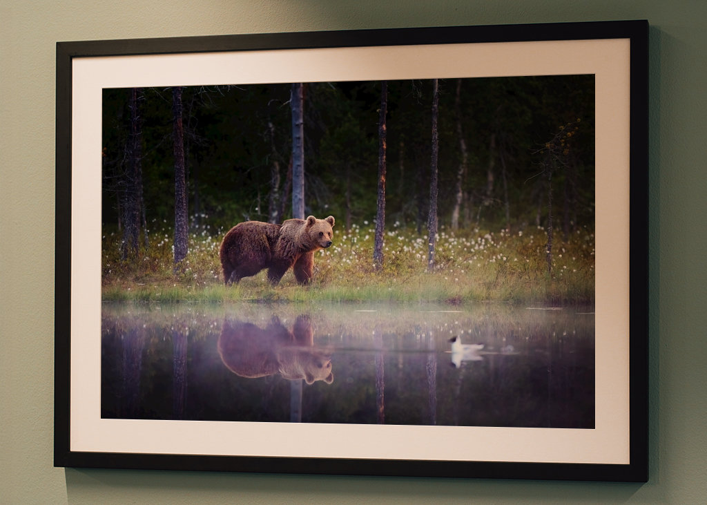 Medvěd - Odraz v noci