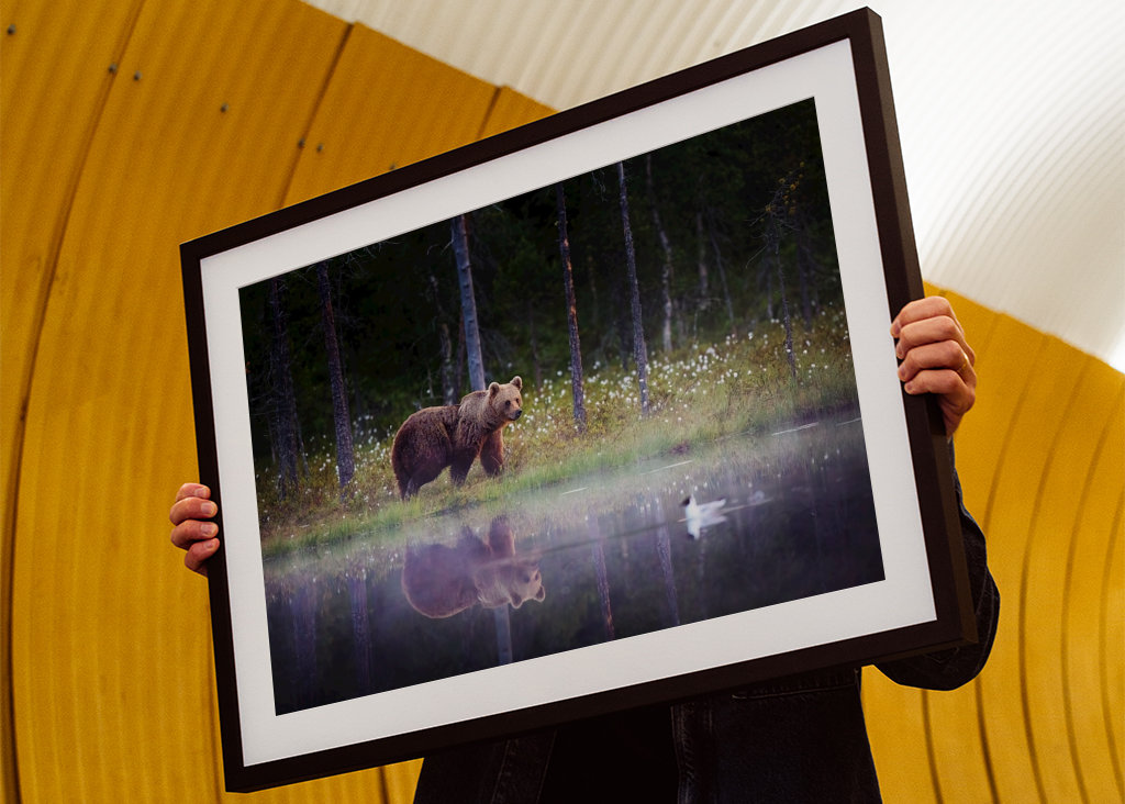 Medvěd - Odraz v noci