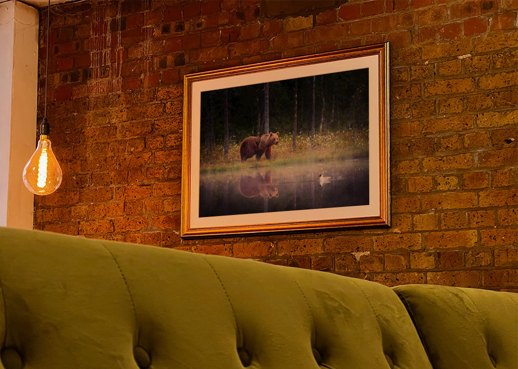 Medvěd - Odraz v noci