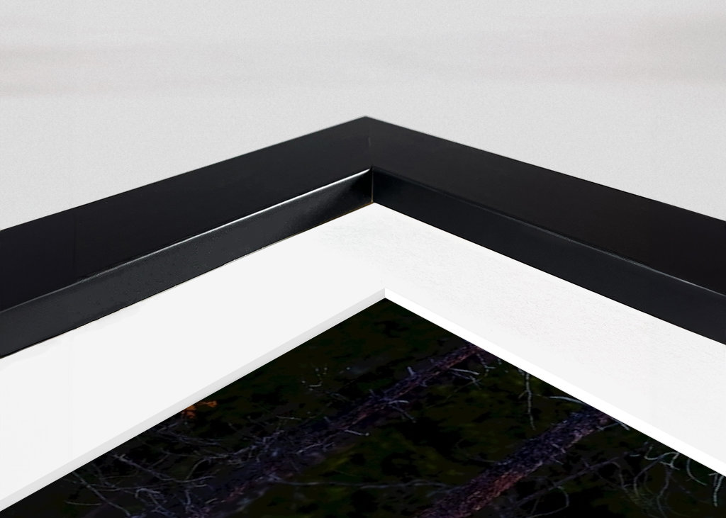 Medvěd - Odraz v noci