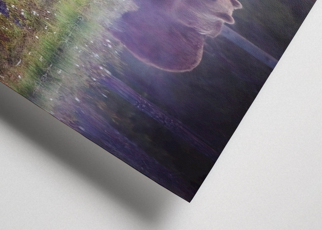 Medvěd - Odraz v noci