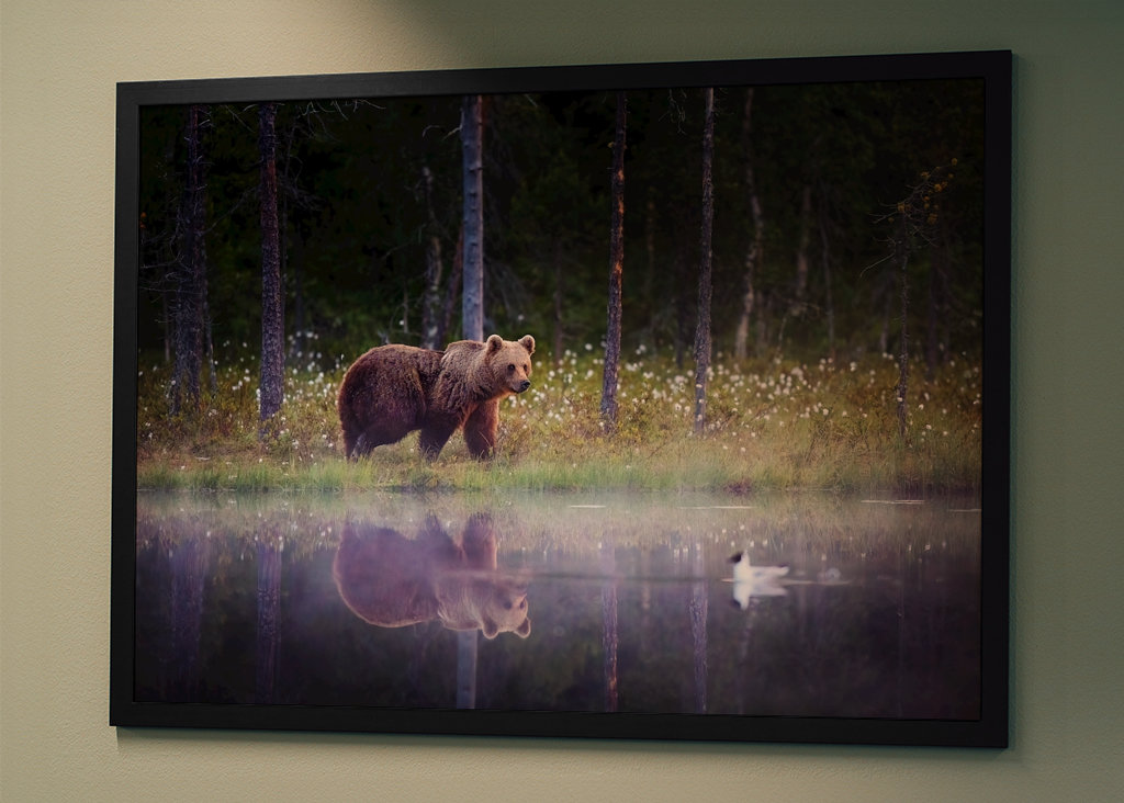 Medvěd - Odraz v noci