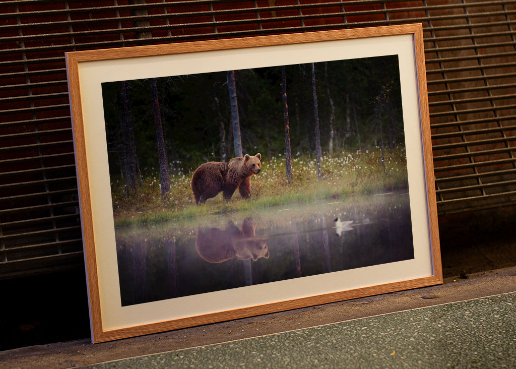 Medvěd - Odraz v noci