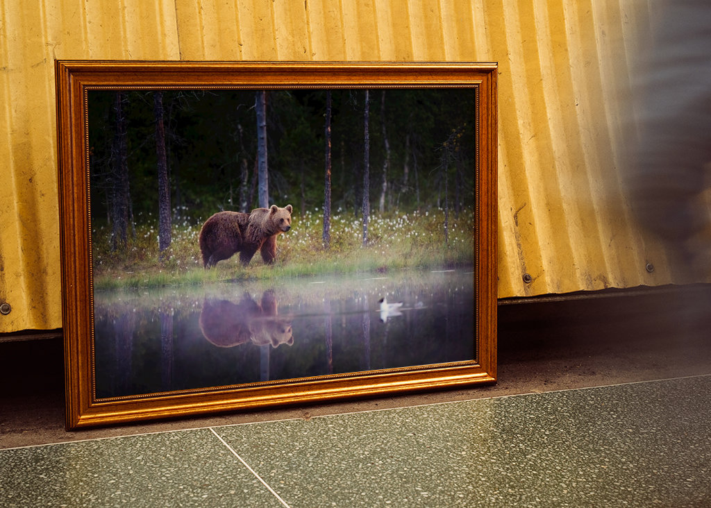 Medvěd - Odraz v noci