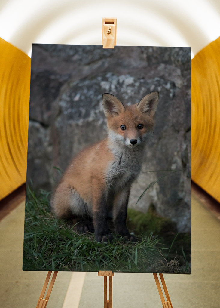 Il cucciolo di volpe