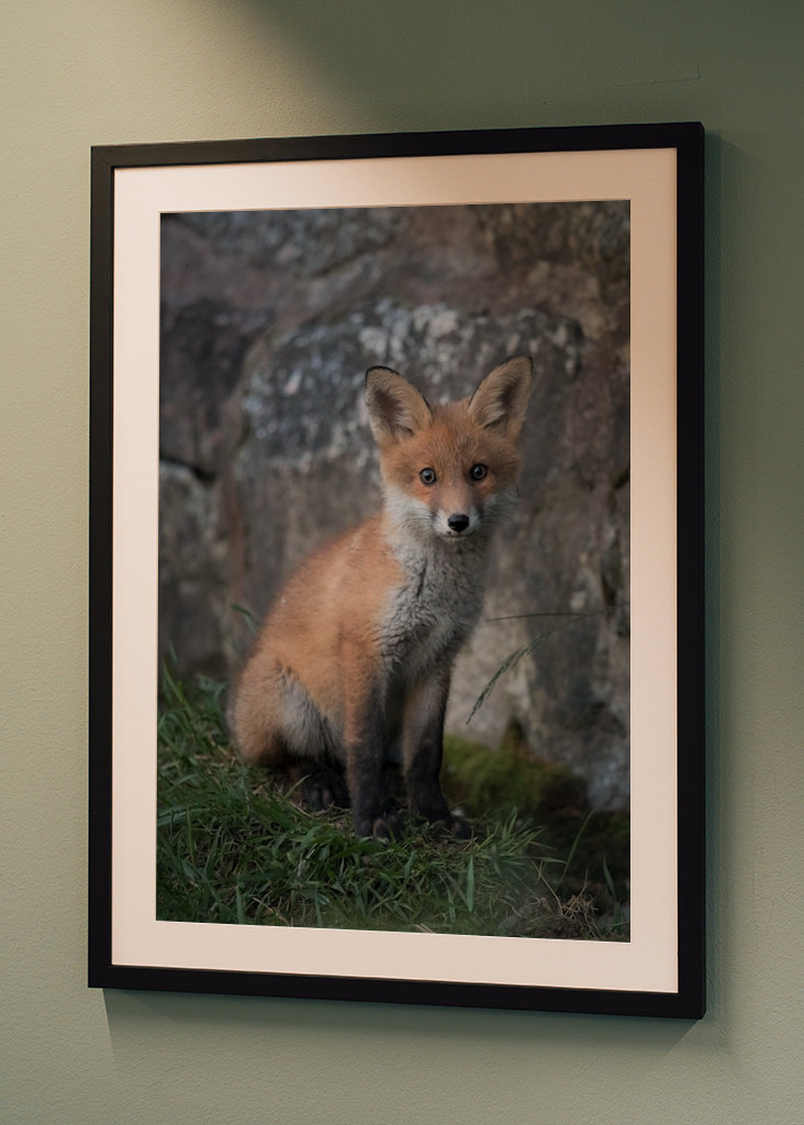 Il cucciolo di volpe