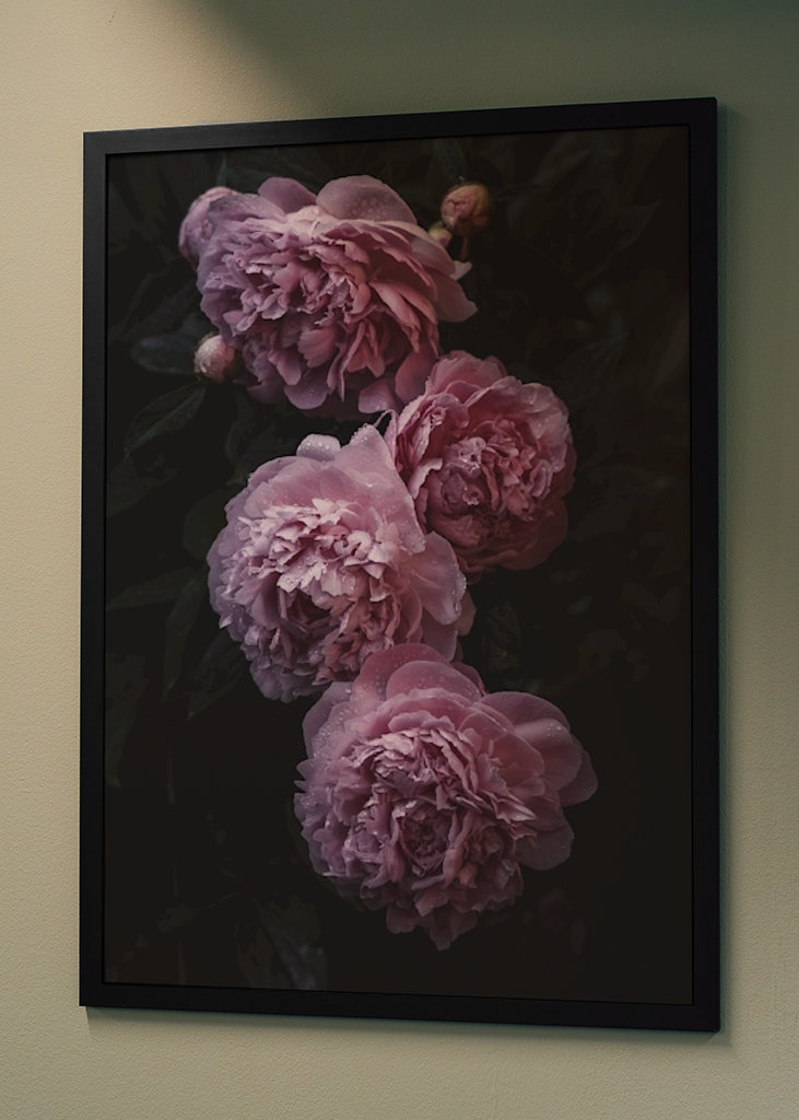 Peonies pink 