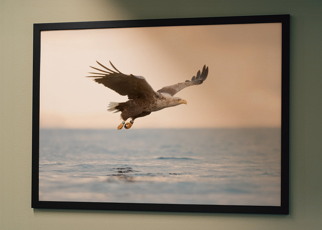 Orel mořský se chystá zaútočit