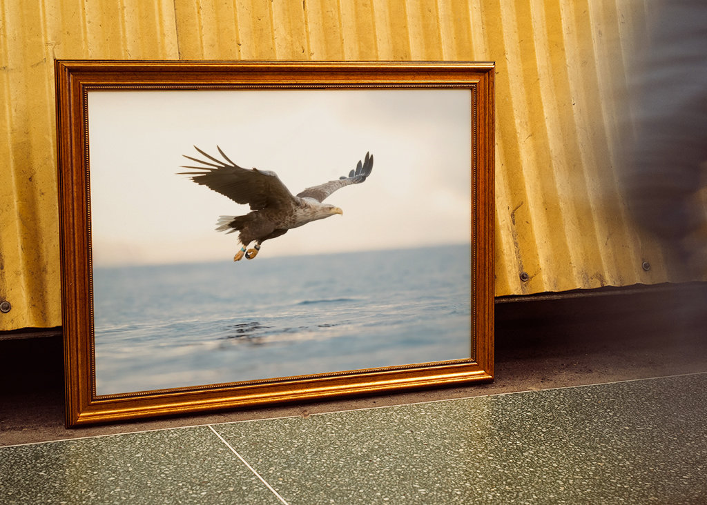 Orel mořský se chystá zaútočit