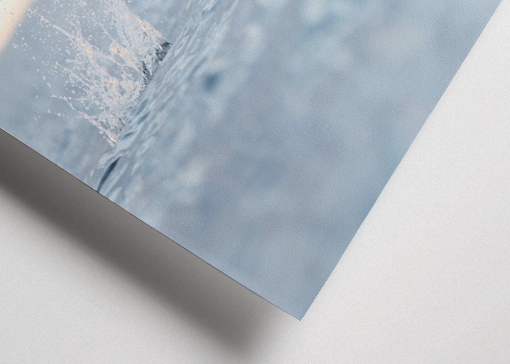 Aquila di mare che colpisce