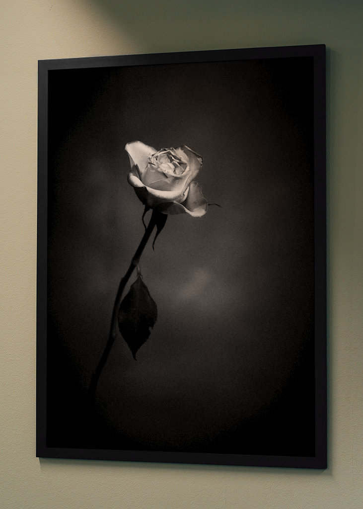 Rosa in bianco e nero