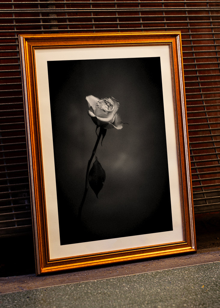 Rosa in bianco e nero