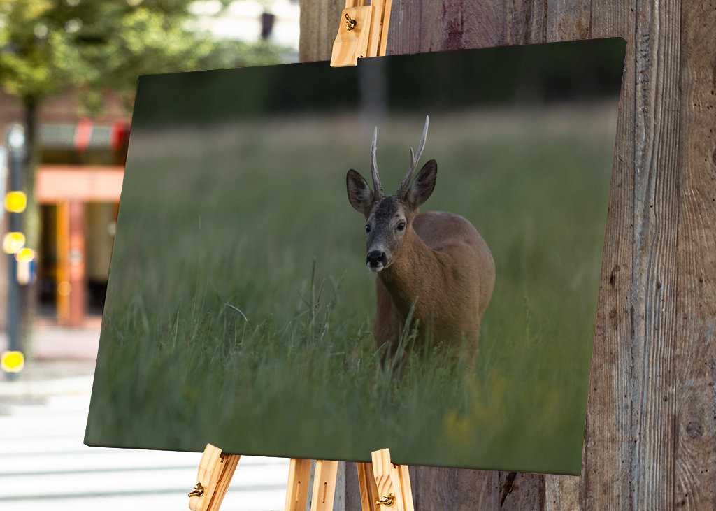 Curious roedeer