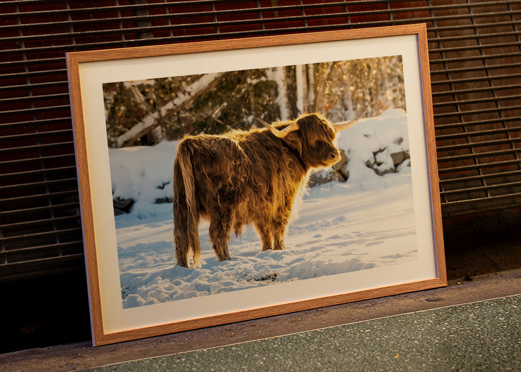 Skotský náhorní skot - ohařík