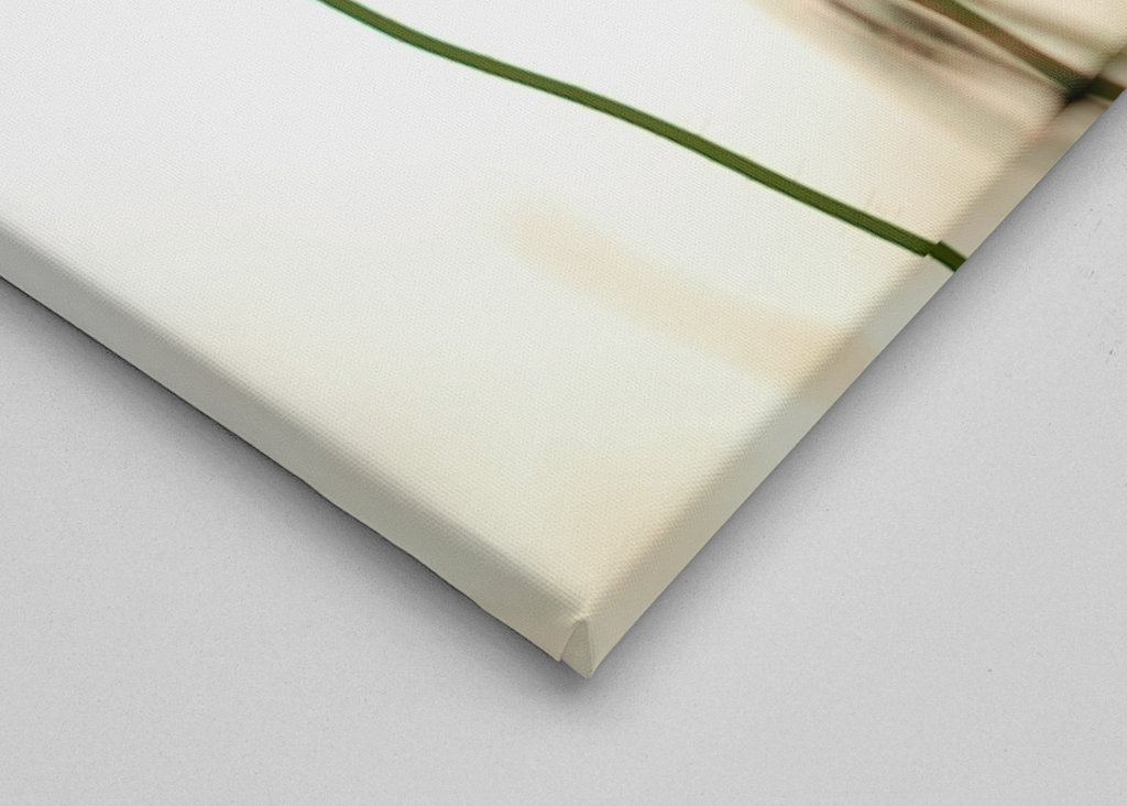 Poppies in backlight