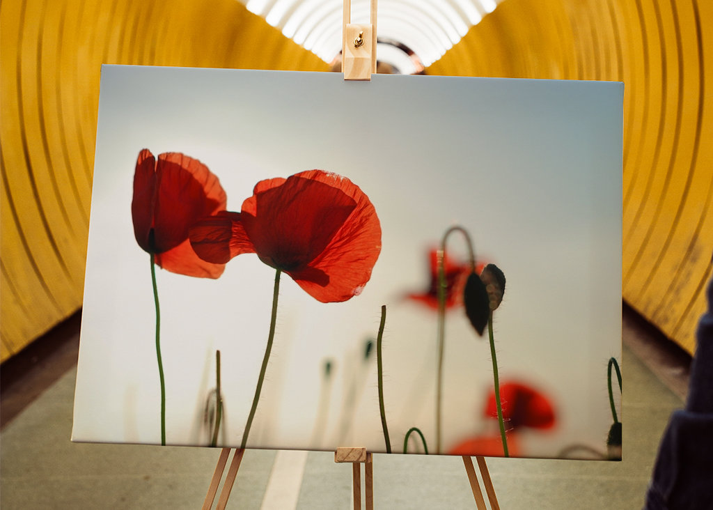 Poppies in backlight