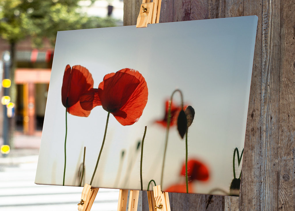 Poppies in backlight