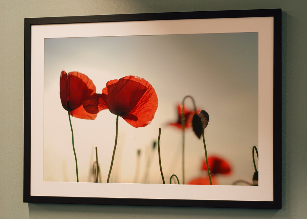 Poppies in backlight