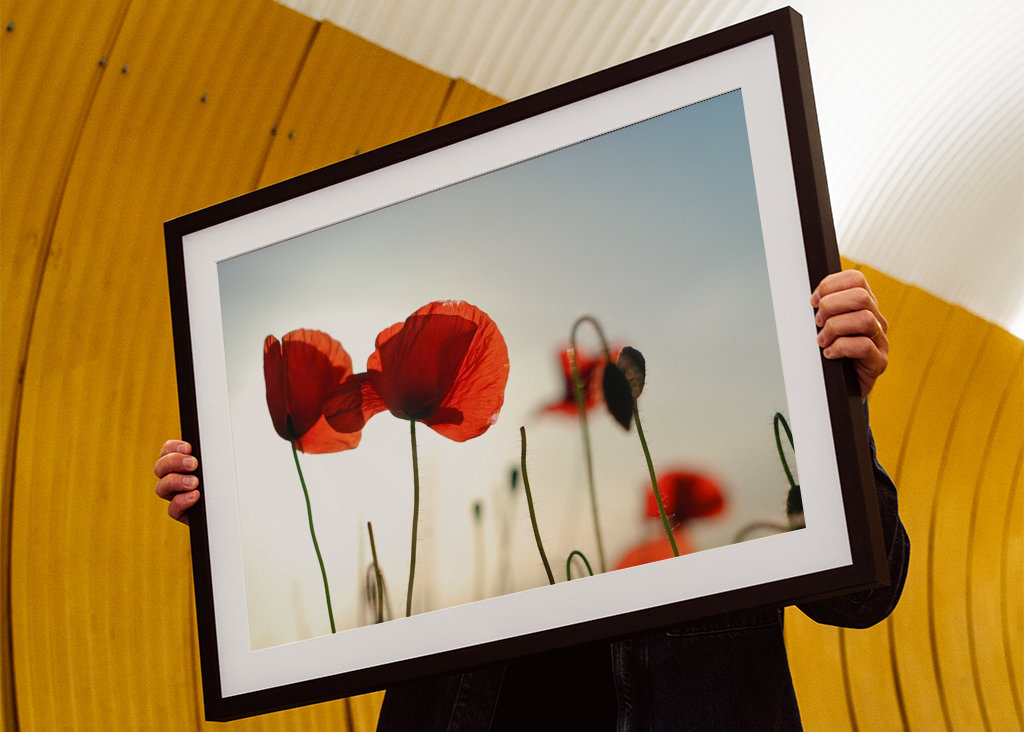 Poppies in backlight