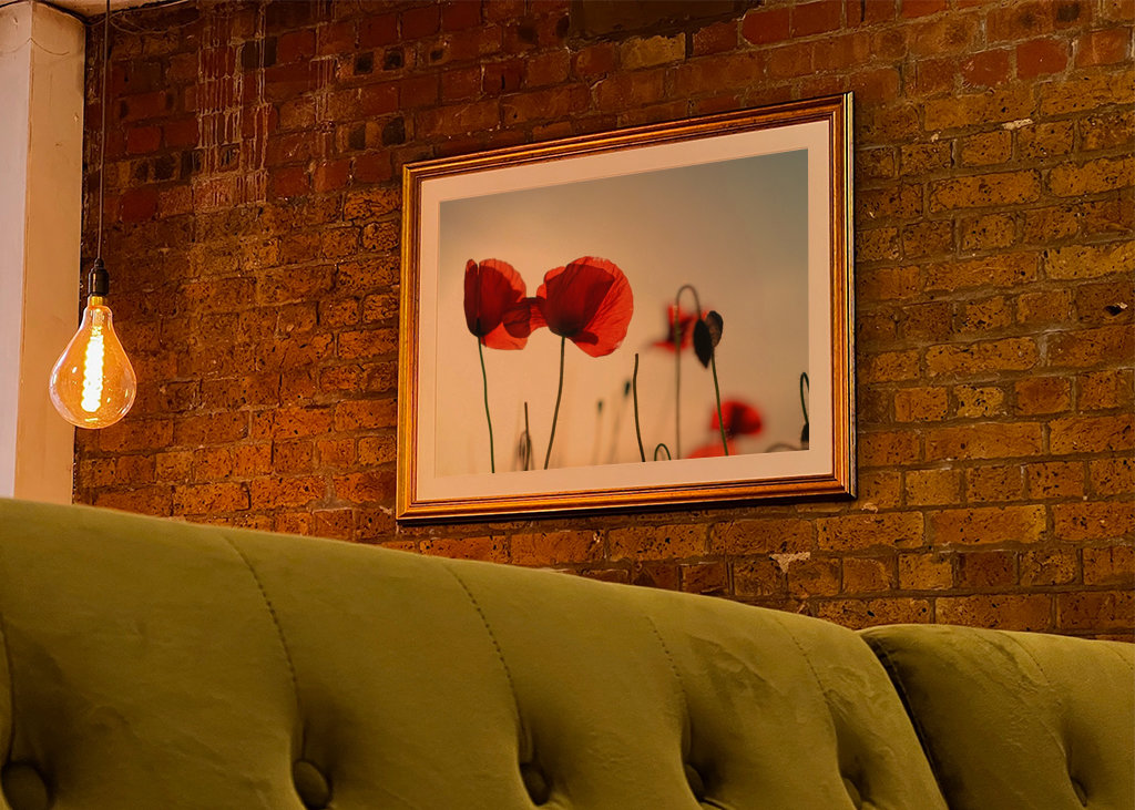 Poppies in backlight