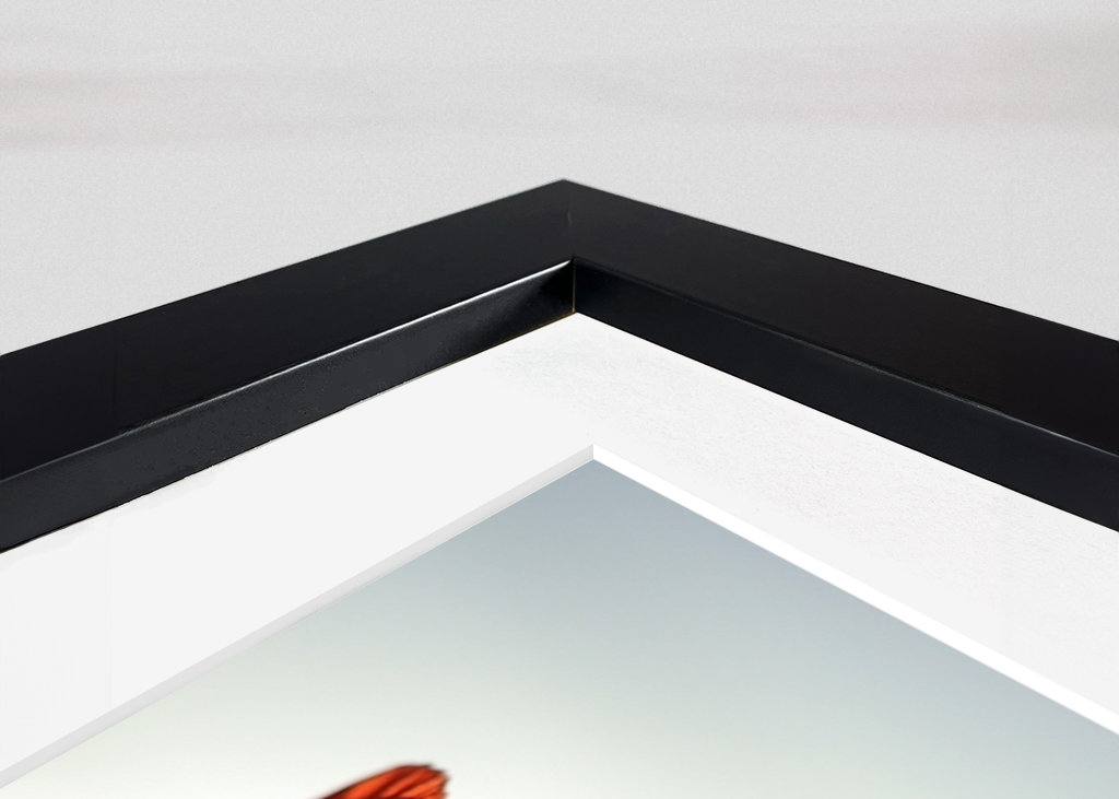 Poppies in backlight