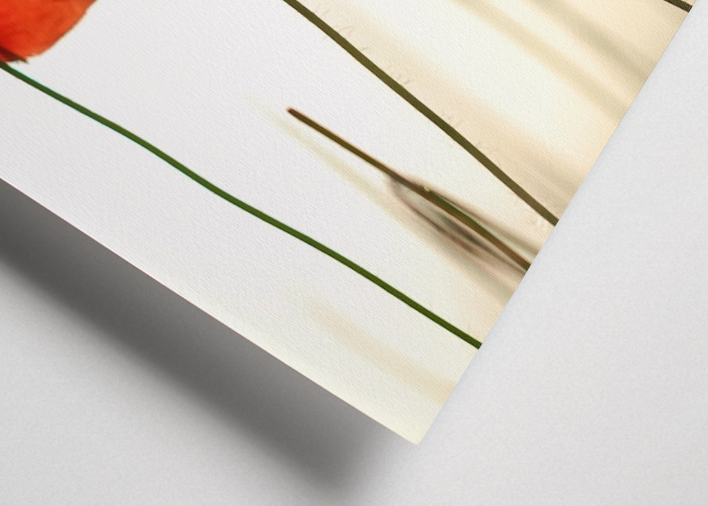 Poppies in backlight