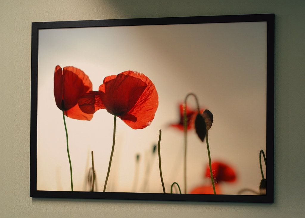 Poppies in backlight