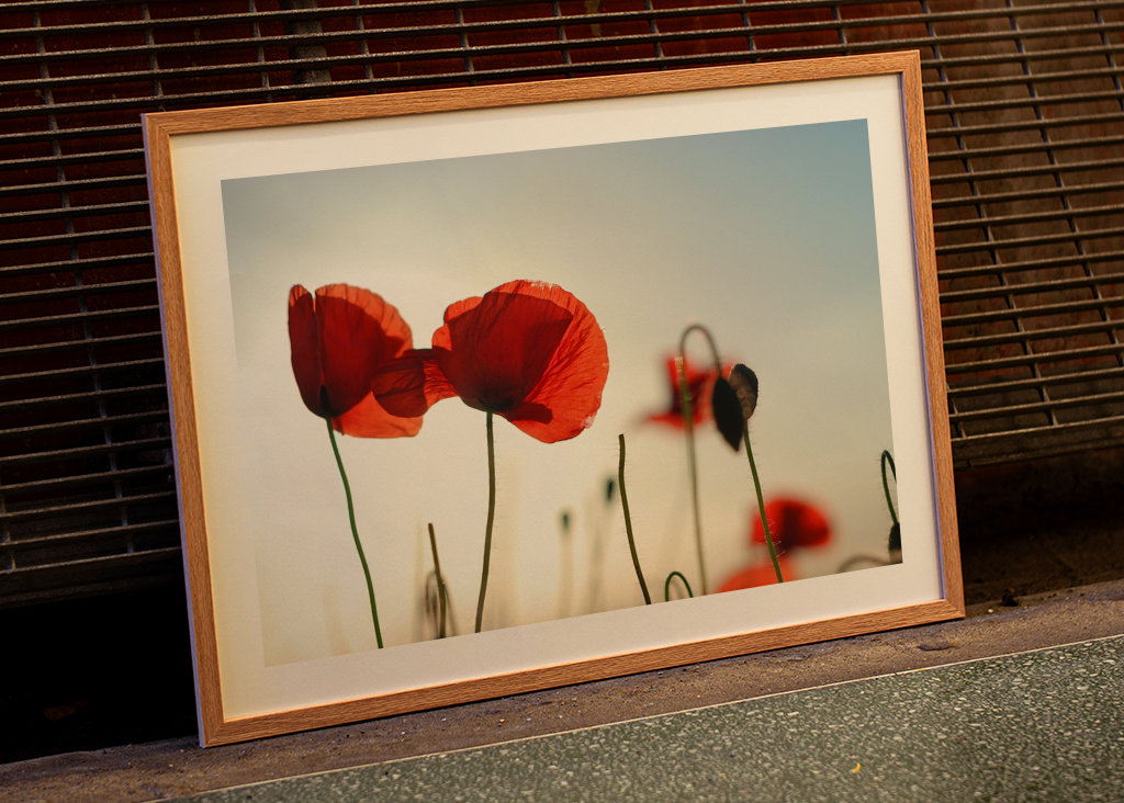 Poppies in backlight