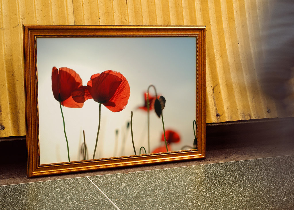 Poppies in backlight