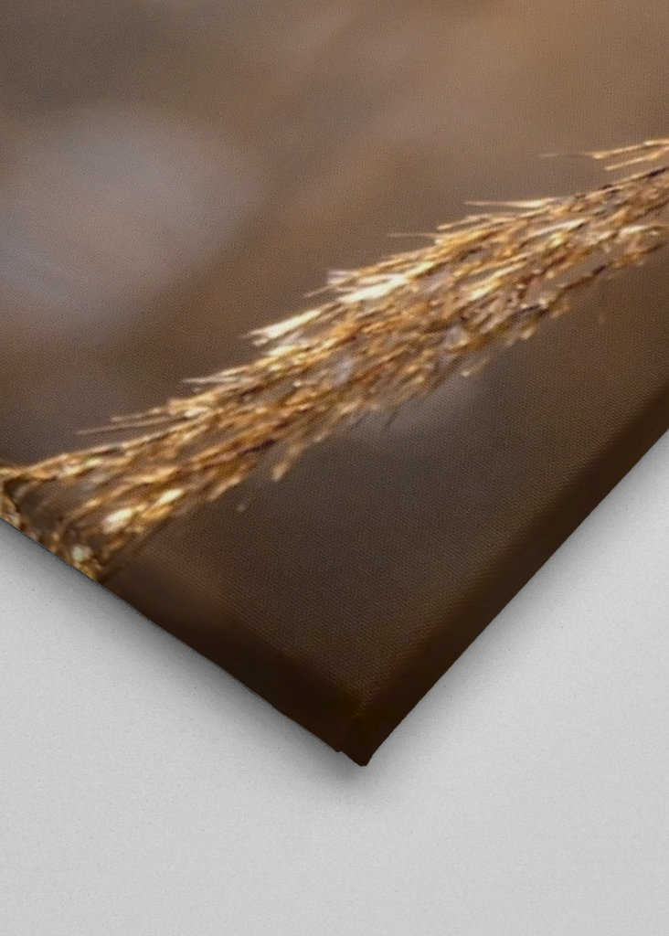 Vousatý na rákosí