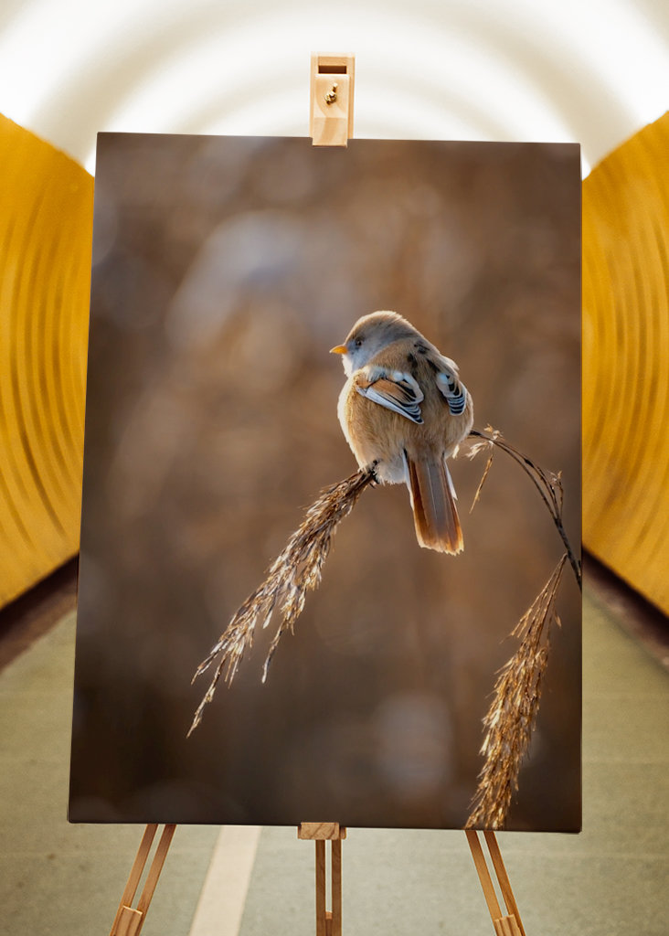 Vousatý na rákosí