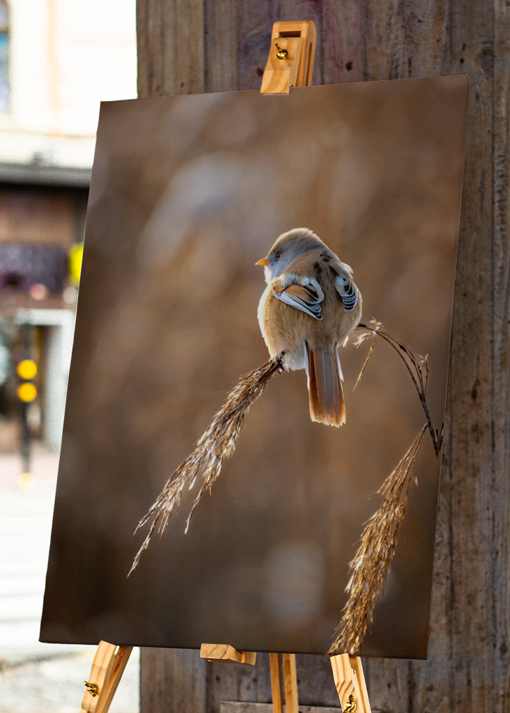 Vousatý na rákosí