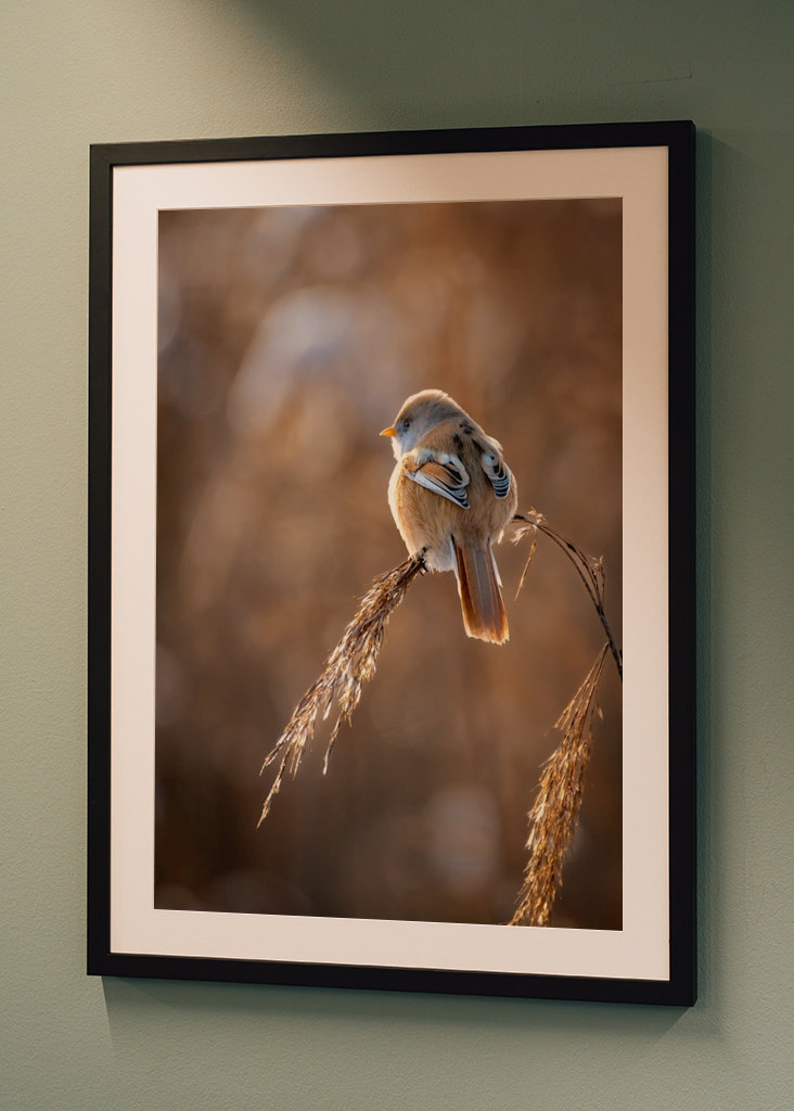 Vousatý na rákosí