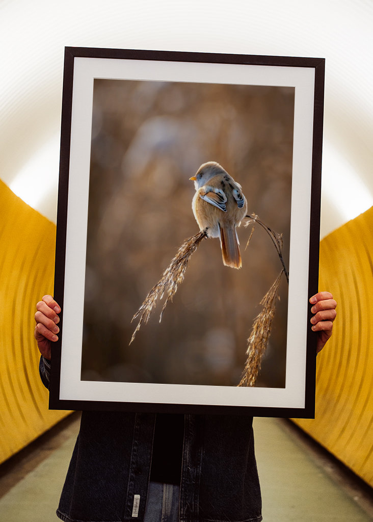 Vousatý na rákosí