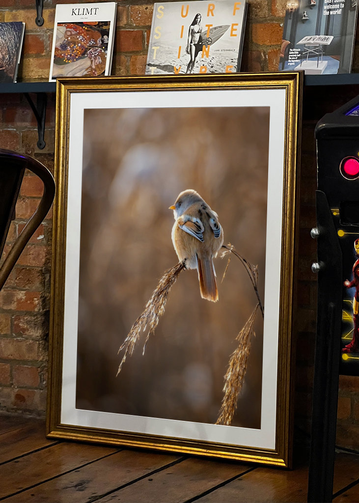 Vousatý na rákosí