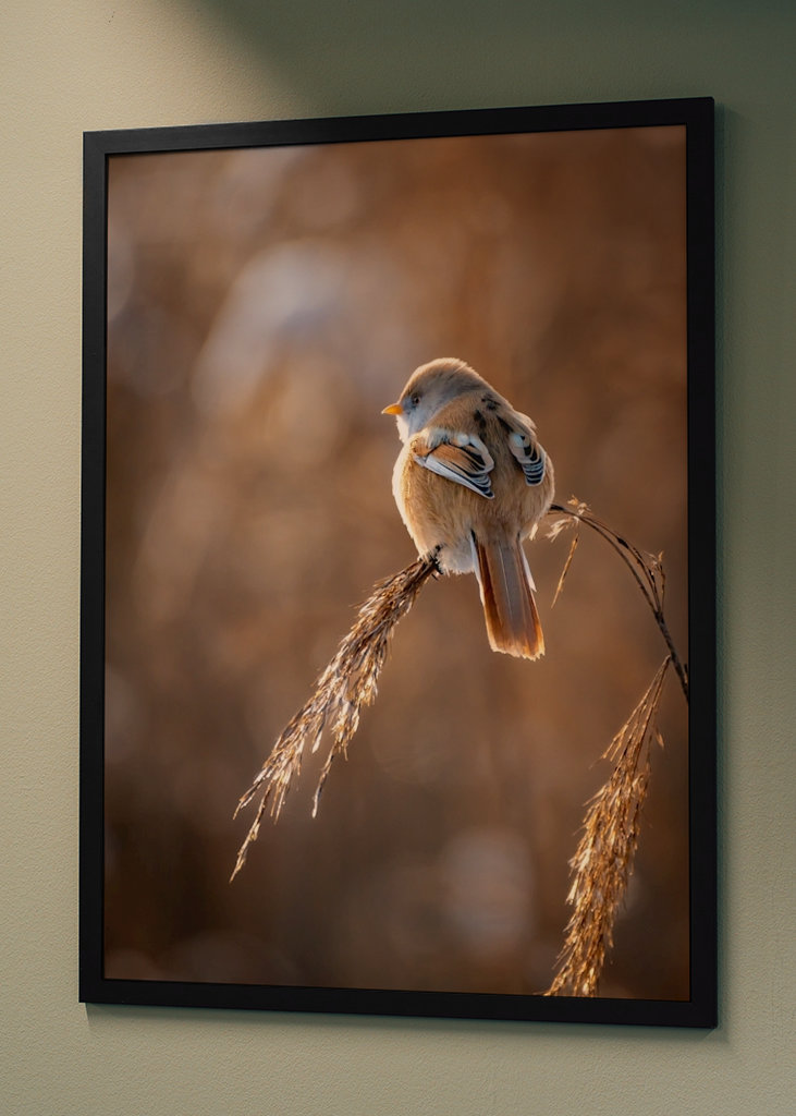 Vousatý na rákosí