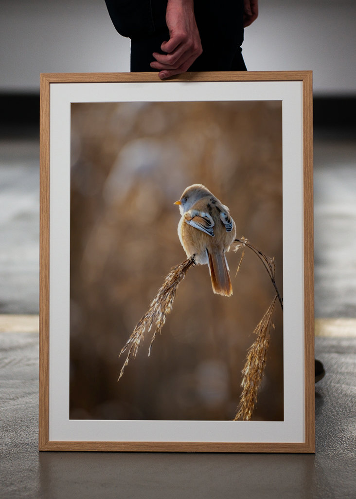 Vousatý na rákosí