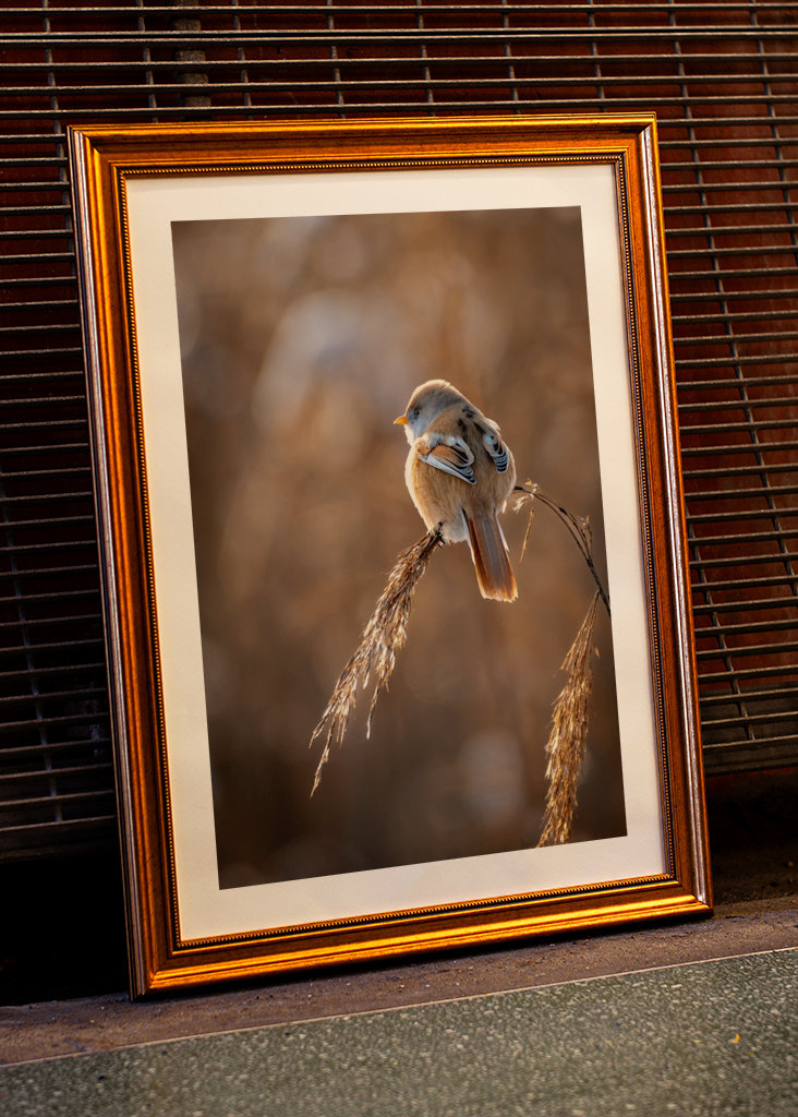 Vousatý na rákosí