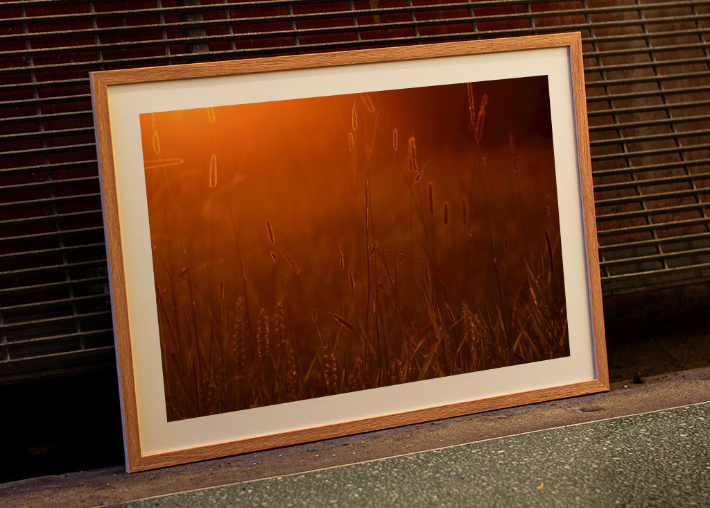 Pole při východu slunce