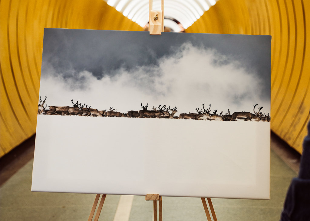 Rentiere hinter dem Schneerücken