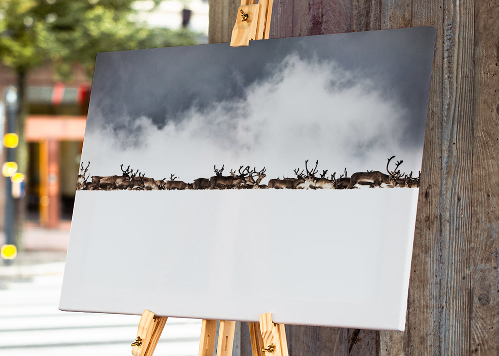 Rentiere hinter dem Schneerücken