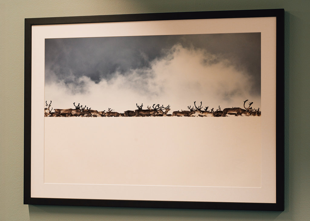 Rentiere hinter dem Schneerücken