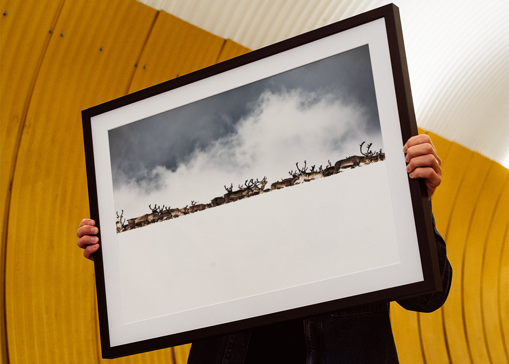 Rentiere hinter dem Schneerücken