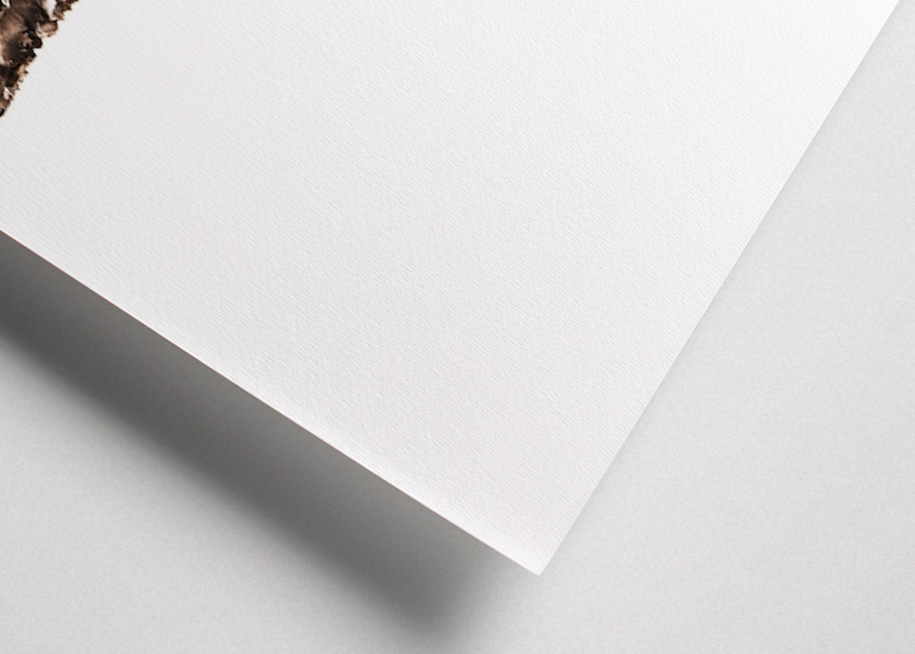 Rentiere hinter dem Schneerücken