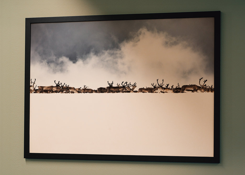 Rentiere hinter dem Schneerücken